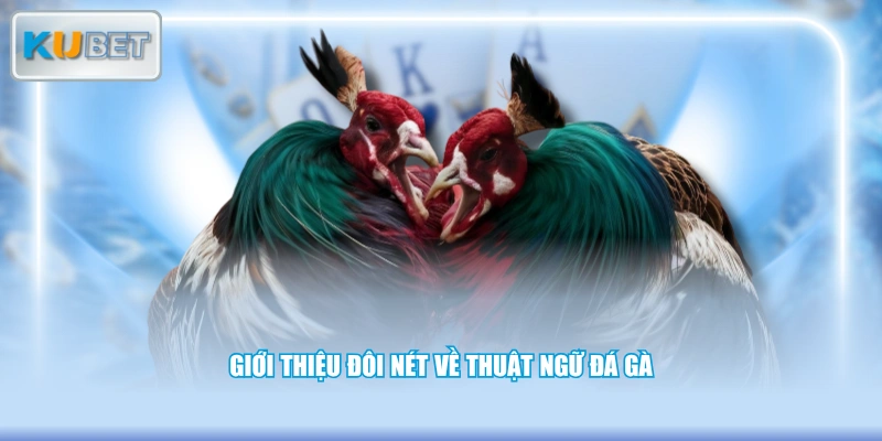 Giới thiệu đôi nét về thuật ngữ đá gà