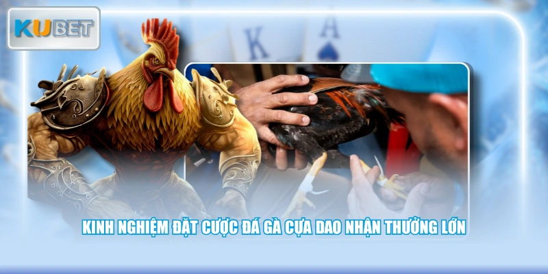Kinh nghiệm đặt cược đá gà cựa dao nhận thưởng lớn