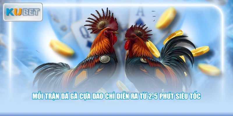 Mỗi trận đá gà cựa dao chỉ diễn ra từ 2-5 phút siêu tốc