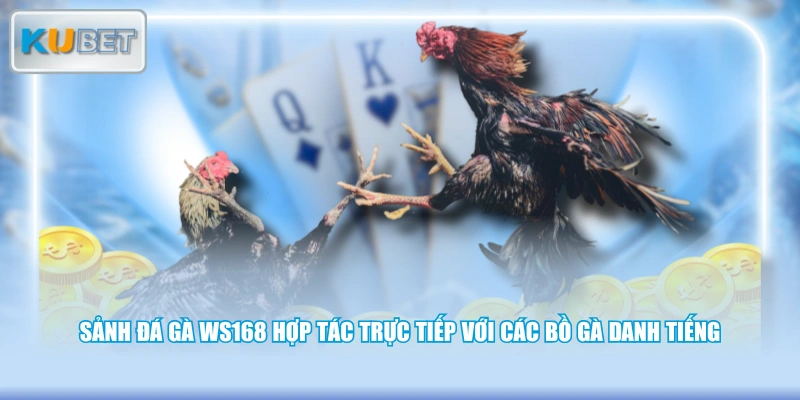Sảnh đá gà WS168 hợp tác trực tiếp với các bồ gà danh tiếng